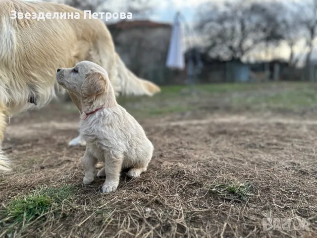 ГОЛДЪН РЕТРИВЪР, снимка 6 - Голдън ретривър - 49182890