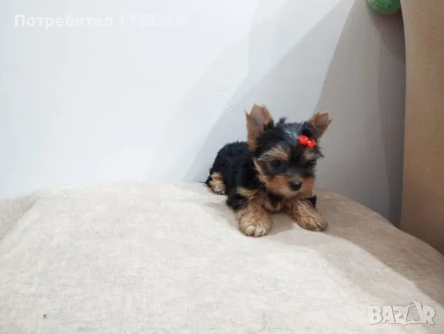 мини йорки - женско, снимка 1