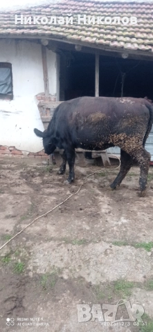 Месодайни телета , снимка 4 - Други - 52646532
