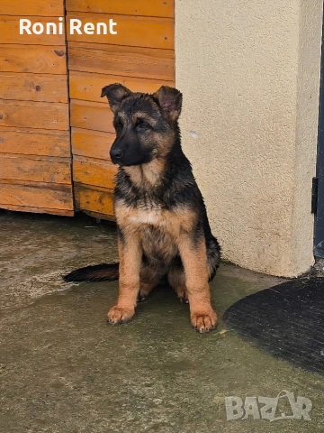Немски Овчарки !Свободни 1 женско.