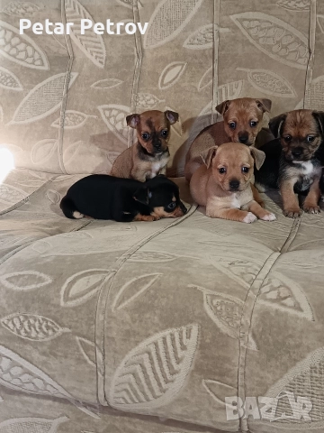 мини чиху пинчер , снимка 3 - Пинчер - 52813031