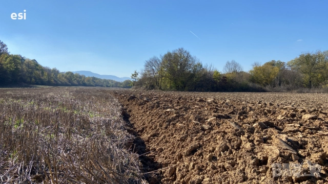 50 ДЕКАРА ЗЕМЕДЕЛСКА ЗЕМЯ област Варна, общ. Дългопол - 100 ЛВ/рента - Авансово Платена, снимка 5 - Земеделска земя - 52128235