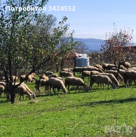 160 броя овце 