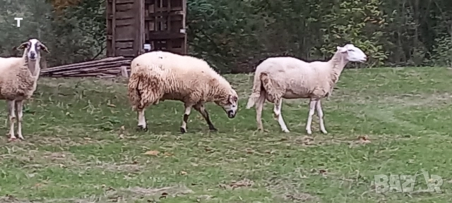 продавам овен / коч