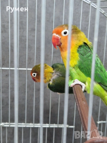 Неразделки чифт