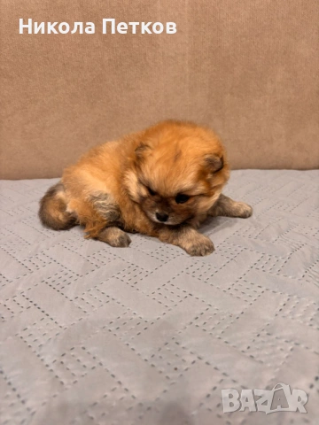 Померанчета, снимка 2 - Померан - 53063406