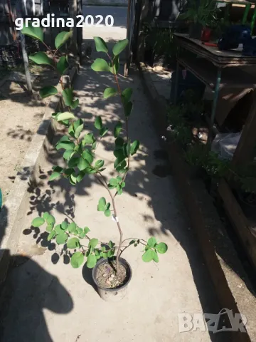 Амеланхиер -Amelanchier, снимка 6 - Разсади - 47992222