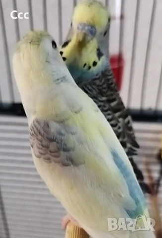Вълнисти папагалчета с клетка, снимка 2 - Папагали - 53229999
