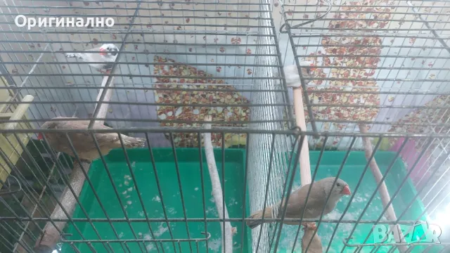  Диамантени, Зеброви и Японски  амадини, снимка 2 - Амадини - 48619977