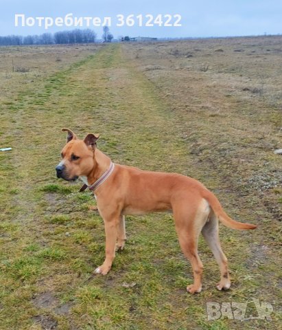Мъжки питбул за разплод, снимка 1