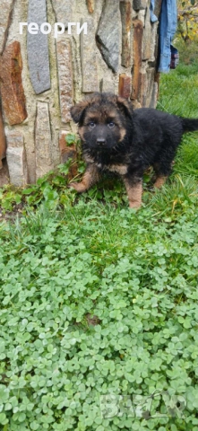 Немски Овчарки, снимка 3 - Немска овчарка - 52578174