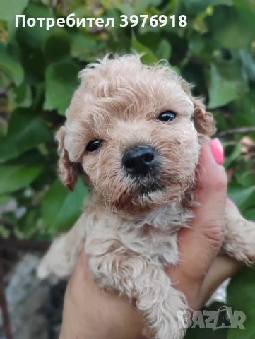 предлагам малтипу, снимка 1