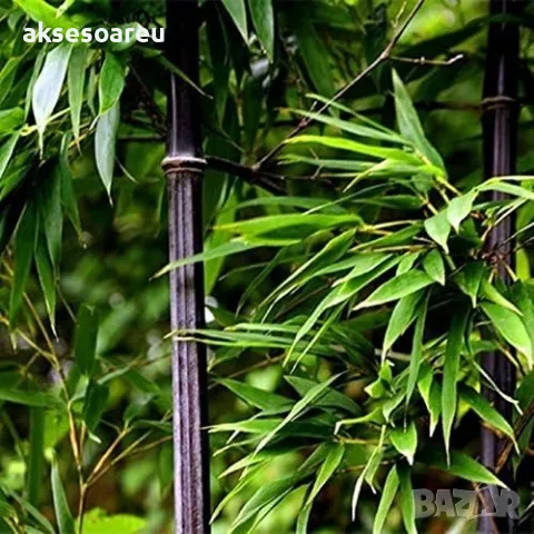100 бр. нови висококачествени семена от черен бамбук - Phyllostachys nigra красиви растения градина, снимка 18 - Сортови семена и луковици - 48992948