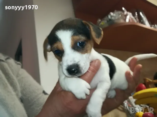 ДЖАК РЪСЕЛ-БЕБЕТА-250ЛВ ЗА ЕДНО 0602251556