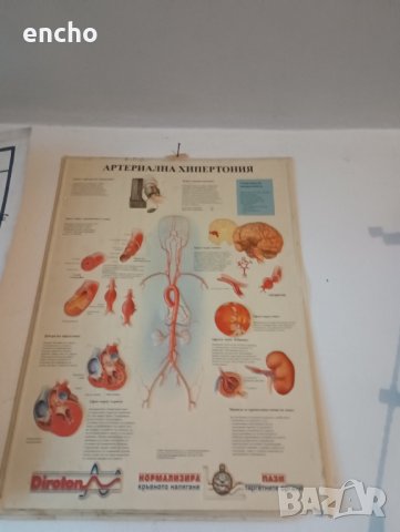 Ботанически растения плакати , снимка 10 - Антикварни и старинни предмети - 40667557