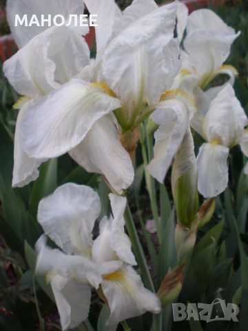 👌🌞💐БЯЛ  ИРИС 🎁💐🌼