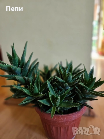 Многогодишно алое, снимка 2 - Стайни растения - 51642903