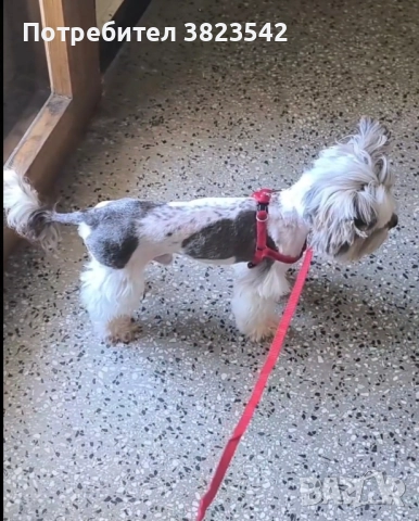 Йоркширски териер /бивер/