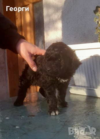 Кокер с Лагото- кученца, снимка 4 - Други - 53262436