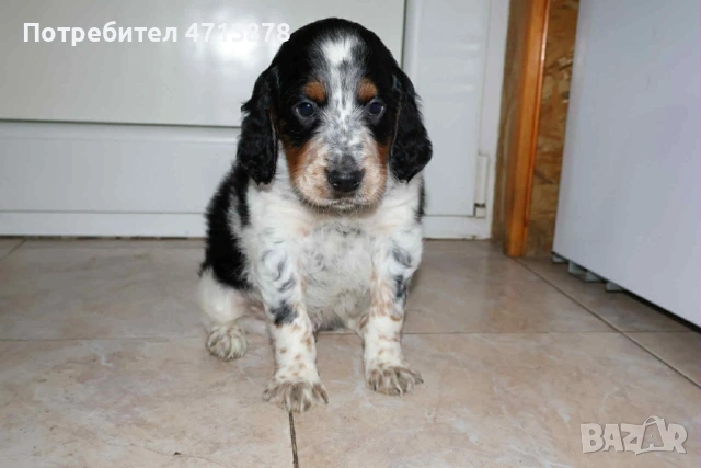 Английски сетер