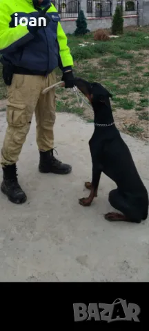 Обучение на Кучета , снимка 5 - Немска овчарка - 49846443