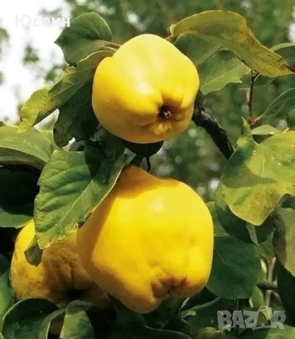 Фиданки от дюля, снимка 2 - Градински цветя и растения - 52578440