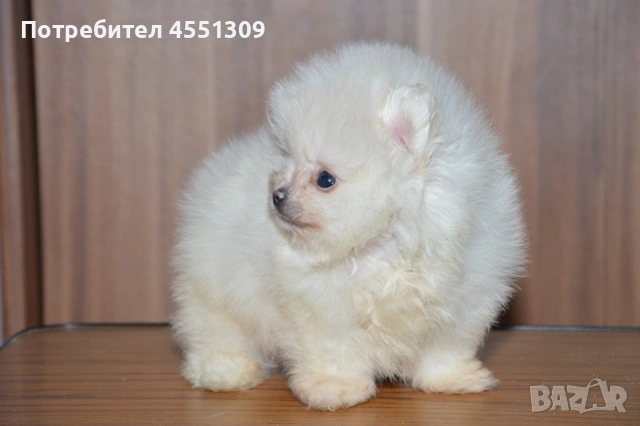 Померан мини женски