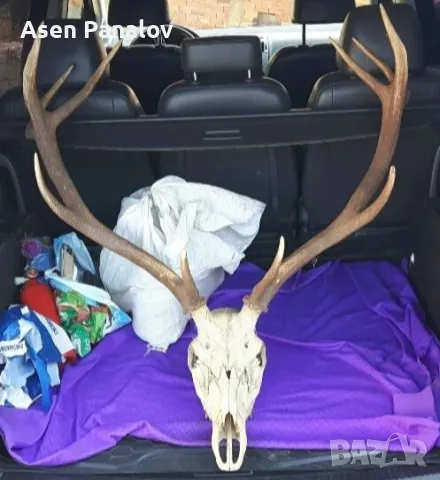 Рога от благороден елен