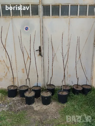 Продавам дръвчета ядлив кестен(сладък кестен), снимка 5 - Градински цветя и растения - 47623165