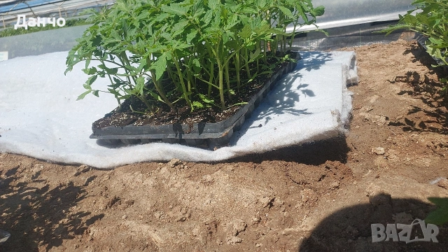 Приемам поръчки за разсад 2026г , снимка 3 - Разсади - 53216709