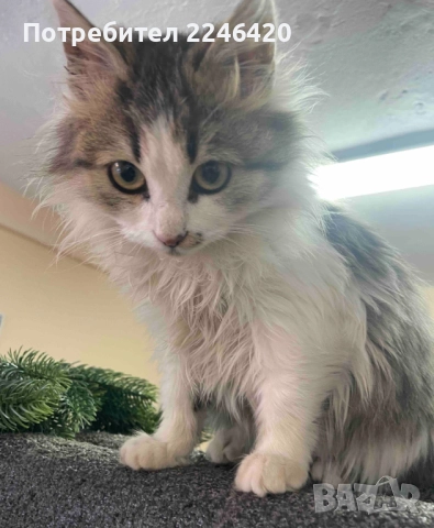 4/5-месечно момиченце търси дом!