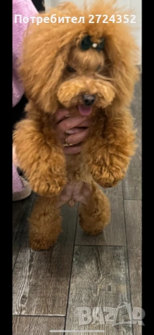 Той Пудел Ред Априкот, снимка 12 - Пудели - 53471351