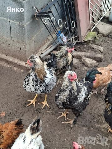 Домашни петли, снимка 5 - Кокошки и пуйки - 52912712