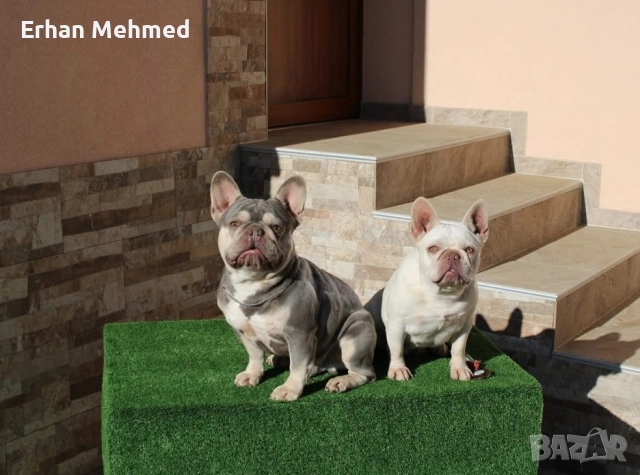 Френски булдог , снимка 6 - Френски булдог - 52771158