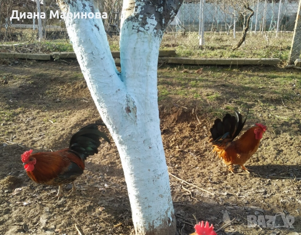 Продавам чифт японски ярки и петлета, снимка 2 - Кокошки и пуйки - 53028168