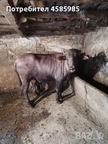 Продавам бивол, снимка 1