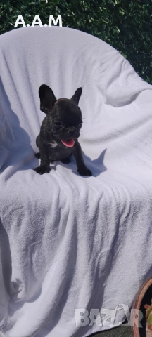 Уникално френско булдоче, снимка 1