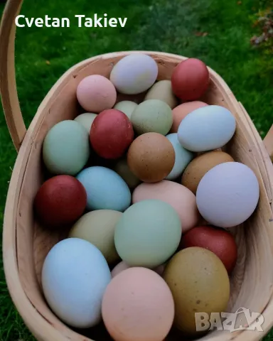 Цветни разплодни яйца, пъстри и разноцветни , снимка 7 - Кокошки и пуйки - 49789814