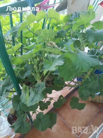 Мушкато,големи,отгледани ОСТАНАЛИ 9бр.ДОГОВАРЯНЕ., снимка 13 - Стайни растения - 51304792
