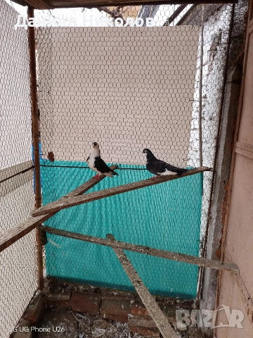 продавам гълъби румънски галацини , снимка 4 - Гълъби - 52857780