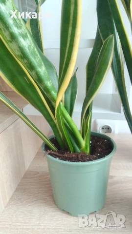 Сансевиера / Sansevieria trifasciata  , снимка 3 - Стайни растения - 50819879