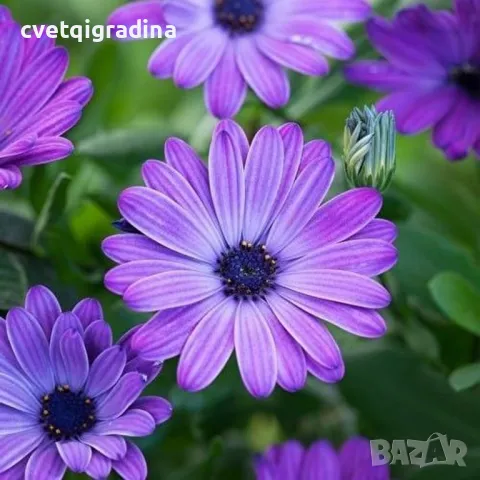 Osteospermum ‘Power Blue’(Остеоспермум Силно синьо), снимка 2 - Градински цветя и растения - 49102613