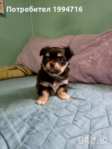 Чихуахуа момчета , снимка 6 - Чихуахуа - 53226584