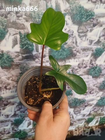 Вкоренен филодендрон Флорида., снимка 4 - Стайни растения - 53171360