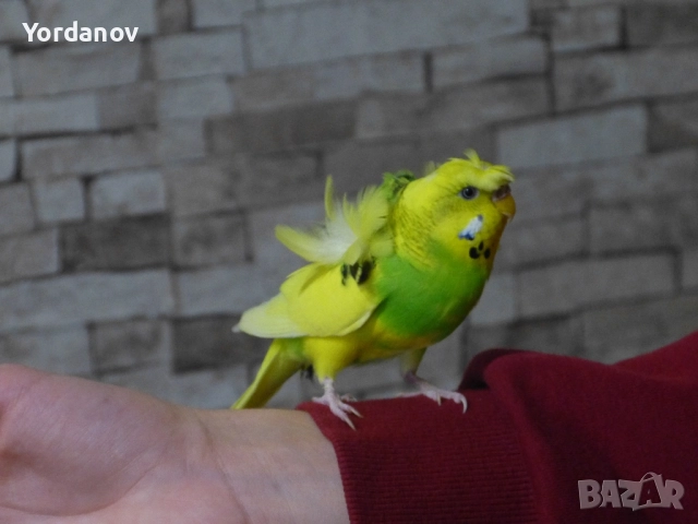 Фотоапарат panasonic lumix fz150, снимка 8 - Фотоапарати - 52407212