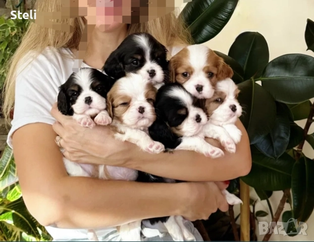 Коволер кинг чарлз шпаньол