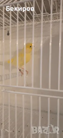 продавам канари , снимка 10 - Канари - 48365197