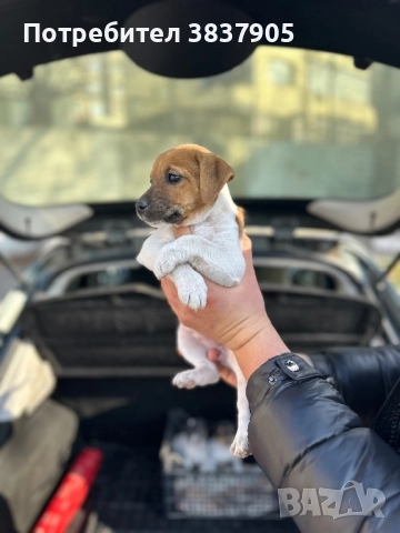 Джак Ръсел териер , снимка 3 - Джак ръсел териер - 52755533