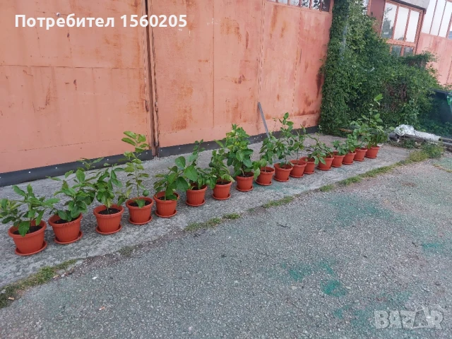 Лимони - лимонови дръвчета