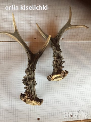 Рога от младо еленче!